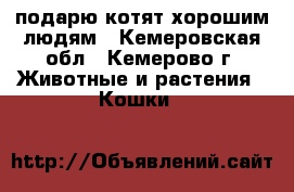 подарю котят хорошим людям - Кемеровская обл., Кемерово г. Животные и растения » Кошки   